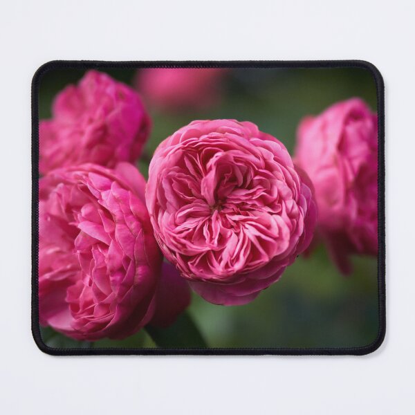 Item preview, Presumptuous pink. Roses of the late summer series numer 10 designed and sold by Jouko Lehto Photography.