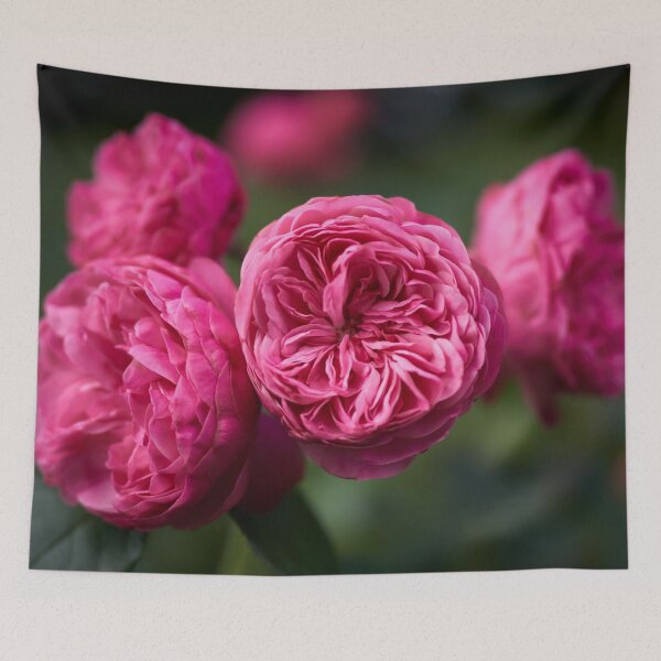 Item preview, Presumptuous pink. Roses of the late summer series numer 10 designed and sold by Jouko Lehto Photography.