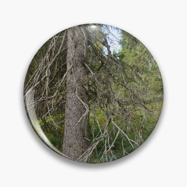 Item preview, Old spruce. Valtavaara 2025 number 4 designed and sold by Jouko Lehto Photography.