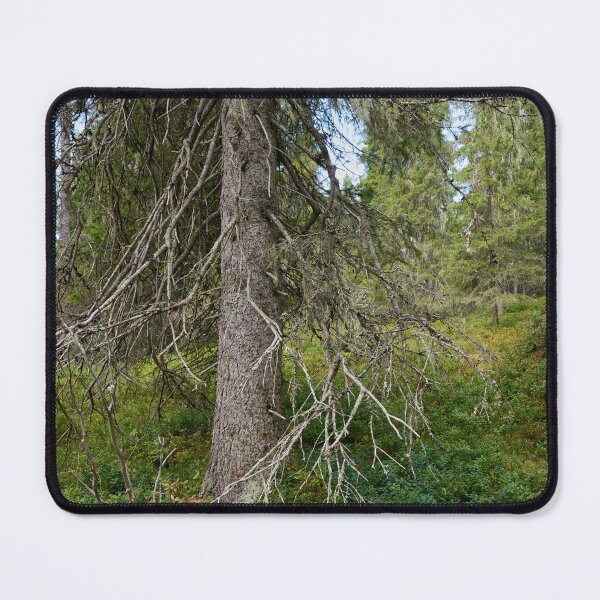 Item preview, Old spruce. Valtavaara 2025 number 4 designed and sold by Jouko Lehto Photography.