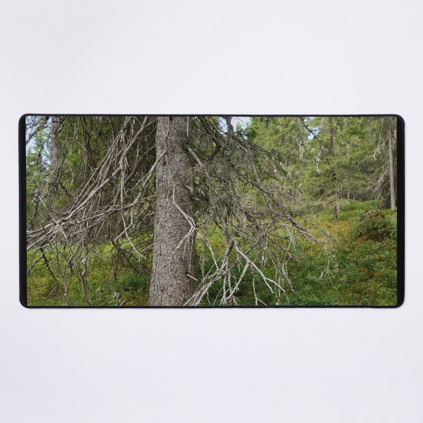 Item preview, Old spruce. Valtavaara 2025 number 4 designed and sold by Jouko Lehto Photography.