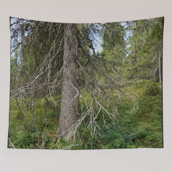 Item preview, Old spruce. Valtavaara 2025 number 4 designed and sold by Jouko Lehto Photography.