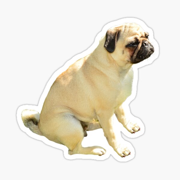 Grumpy Pug Sticker