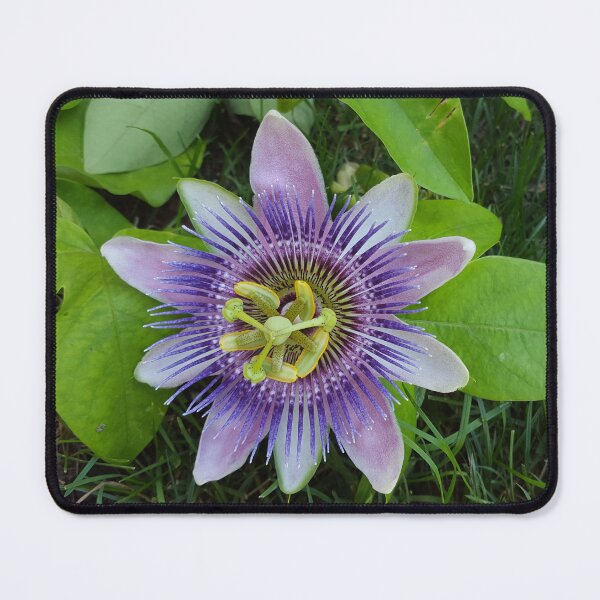 Item preview, Purple Passion Flower designed and sold by rainesgarden.