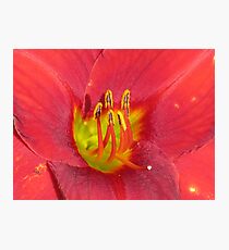 Award Winning Day Lily Photographic Print