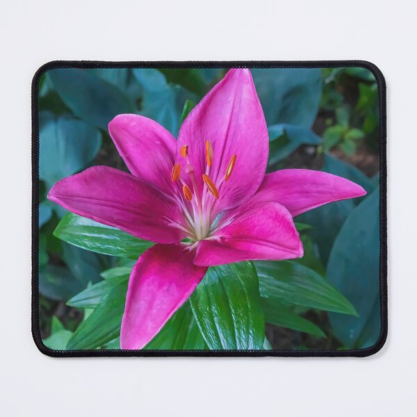 Item preview, Beautiful, Bright, Hot Pink Colored Asiatic Lily in Full Bloom designed and sold by LINDA MCKUSICK.