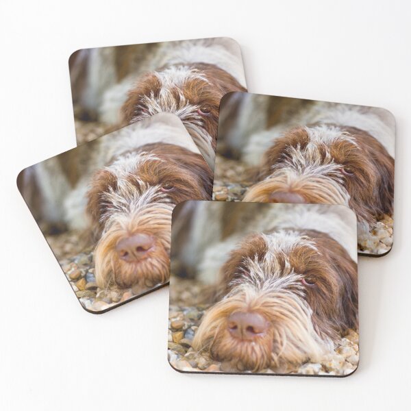 Item preview, Lying Down Brown Roan Spinone by heidiannemorris © designed and sold by FOLK ART FUSION by heidiannemorris.