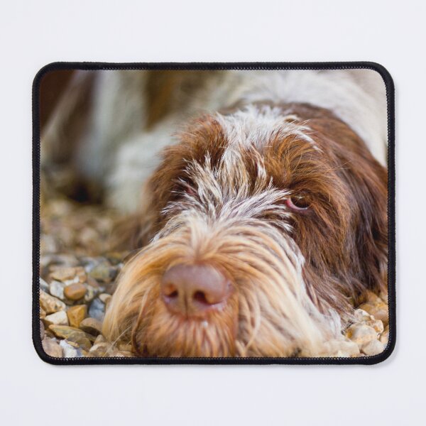 Item preview, Lying Down Brown Roan Spinone by heidiannemorris © designed and sold by FOLK ART FUSION by heidiannemorris.
