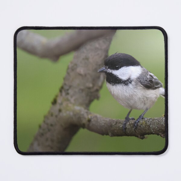 Item preview, Bird Perched designed and sold by CollinPics.