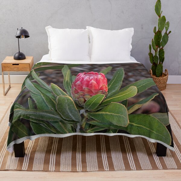 Item preview, Protea flower in bloom in the garden designed and sold by FranWest.