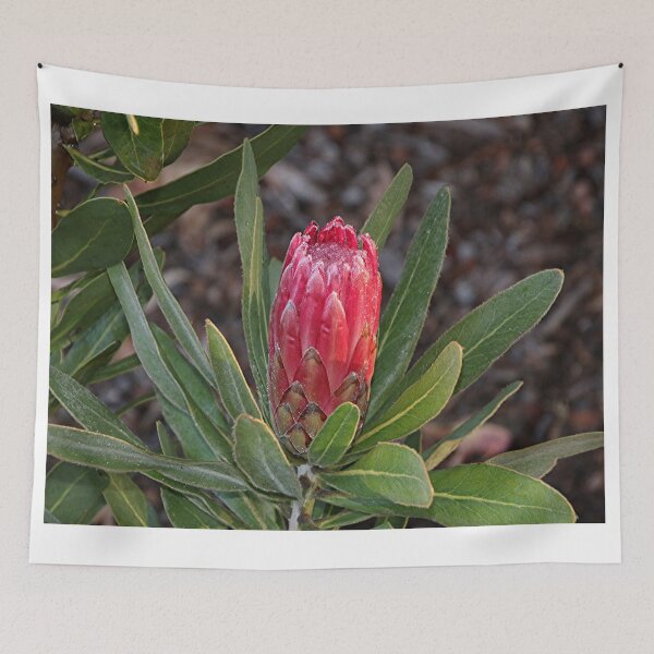 Item preview, Protea flower in bloom in the garden designed and sold by FranWest.