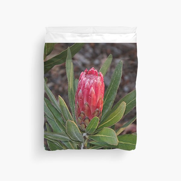 Item preview, Protea flower in bloom in the garden designed and sold by FranWest.