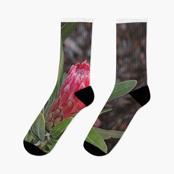 Item preview, Protea flower in bloom in the garden designed and sold by FranWest.