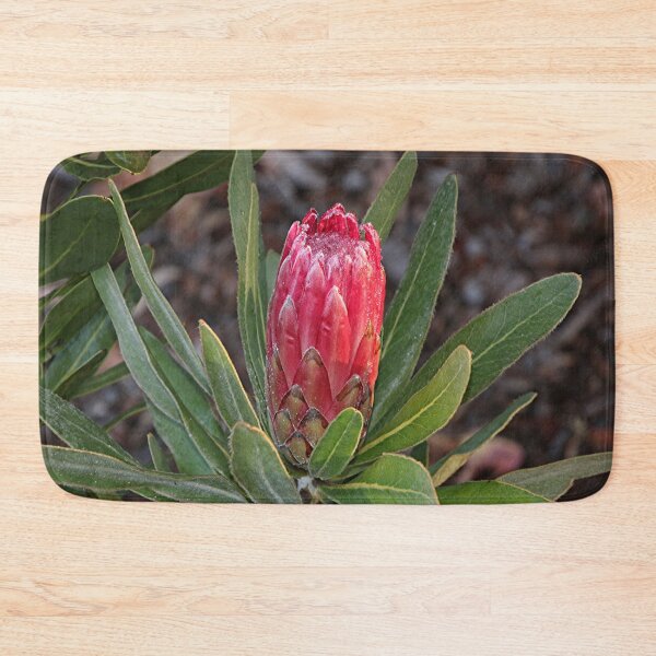 Item preview, Protea flower in bloom in the garden designed and sold by FranWest.