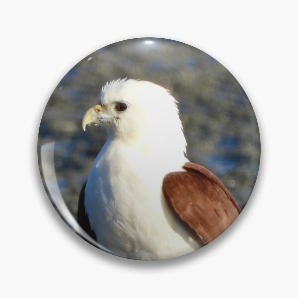 Item preview, Brahminy Kite on the low tide Dundowran Beach  designed and sold by Mark Grimsley.