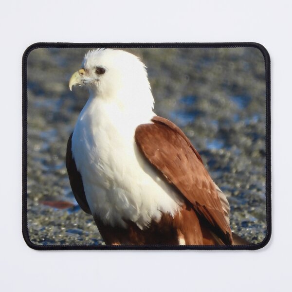 Item preview, Brahminy Kite on the low tide Dundowran Beach  designed and sold by Mark Grimsley.