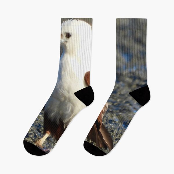 Item preview, Brahminy Kite on the low tide Dundowran Beach  designed and sold by Mark Grimsley.