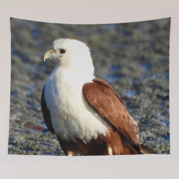Item preview, Brahminy Kite on the low tide Dundowran Beach  designed and sold by Mark Grimsley.