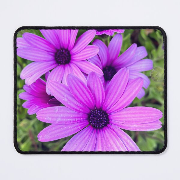 Item preview, Purple African Daisies in Full Bloom designed and sold by Be Captured by Brittany Emma.