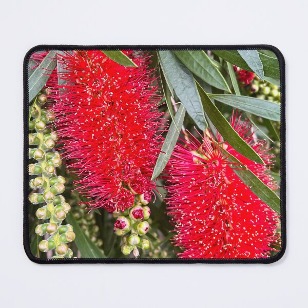 Item preview, Red Bottlebrush Flowers on Green Foliage designed and sold by Be Captured by Brittany Emma.