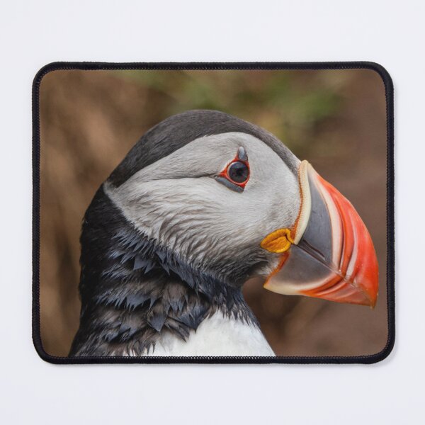 Item preview, Closeup of a puffin designed and sold by pietrofoto.