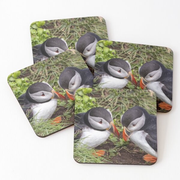 Item preview, Two puffins designed and sold by pietrofoto.