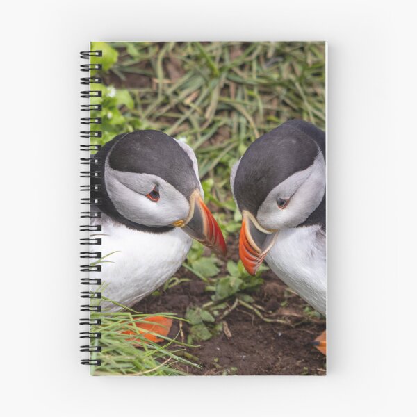 Item preview, Two puffins designed and sold by pietrofoto.