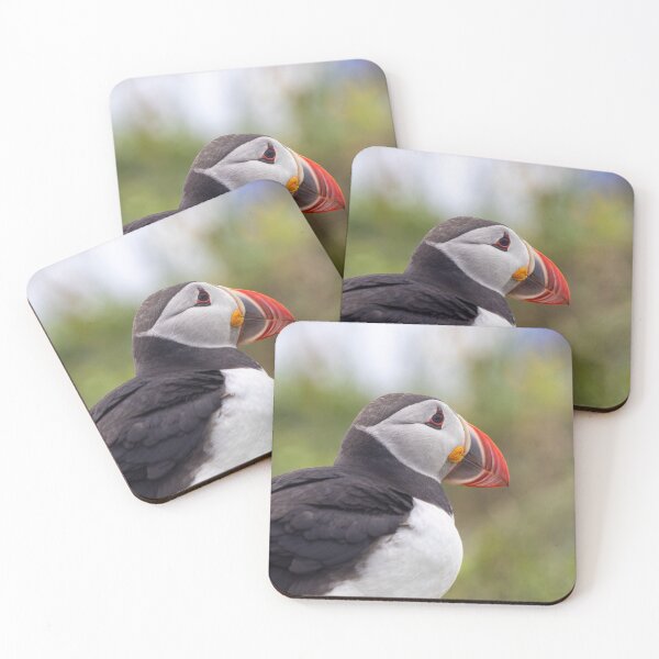 Item preview, Closeup of a puffin designed and sold by pietrofoto.