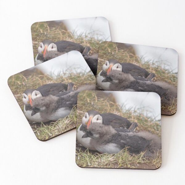 Item preview, Puffin with his chick designed and sold by pietrofoto.