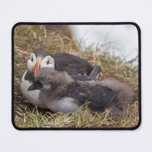 Item preview, Puffin with his chick designed and sold by pietrofoto.