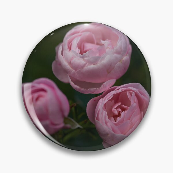 Item preview, Shy. Roses of the late summer series numer 11 designed and sold by Jouko Lehto Photography.