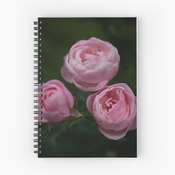 Item preview, Shy. Roses of the late summer series numer 11 designed and sold by Jouko Lehto Photography.