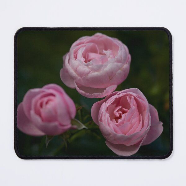 Item preview, Shy. Roses of the late summer series numer 11 designed and sold by Jouko Lehto Photography.