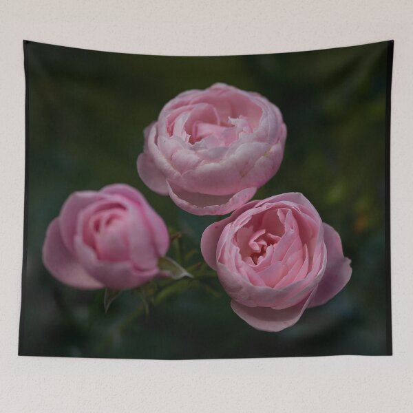 Item preview, Shy. Roses of the late summer series numer 11 designed and sold by Jouko Lehto Photography.