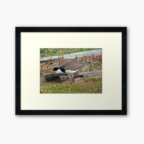 LAPWING ~ Masked Lapwing K7ZLF6TH by David Irwin Framed Art Print