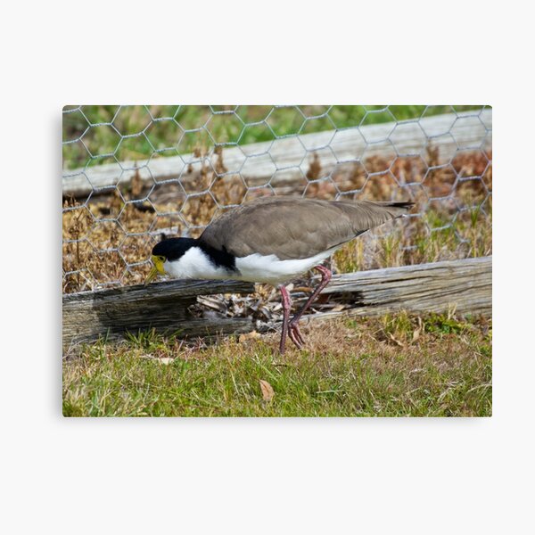 LAPWING ~ Masked Lapwing K7ZLF6TH by David Irwin Canvas Print