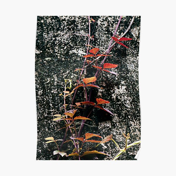 Red Creeper Poster