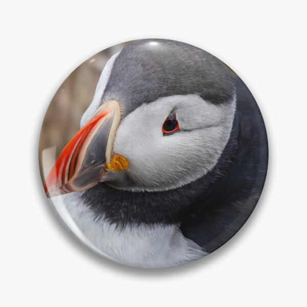 Item preview, Portrait of a puffin designed and sold by pietrofoto.
