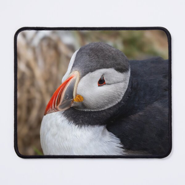 Item preview, Portrait of a puffin designed and sold by pietrofoto.