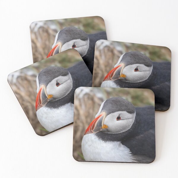 Item preview, Portrait of a puffin designed and sold by pietrofoto.