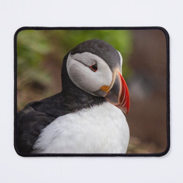 Item preview, Puffin in Iceland designed and sold by pietrofoto.