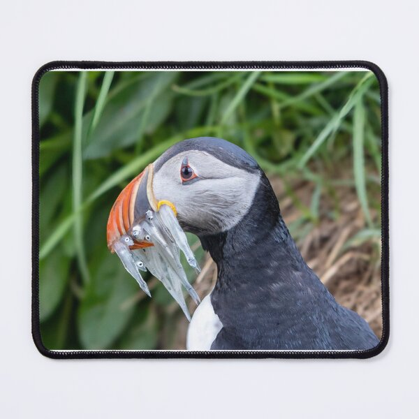 Item preview, Puffin with birds in beak designed and sold by pietrofoto.