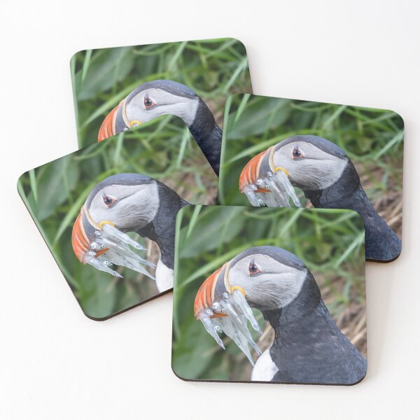 Item preview, Puffin with birds in beak designed and sold by pietrofoto.