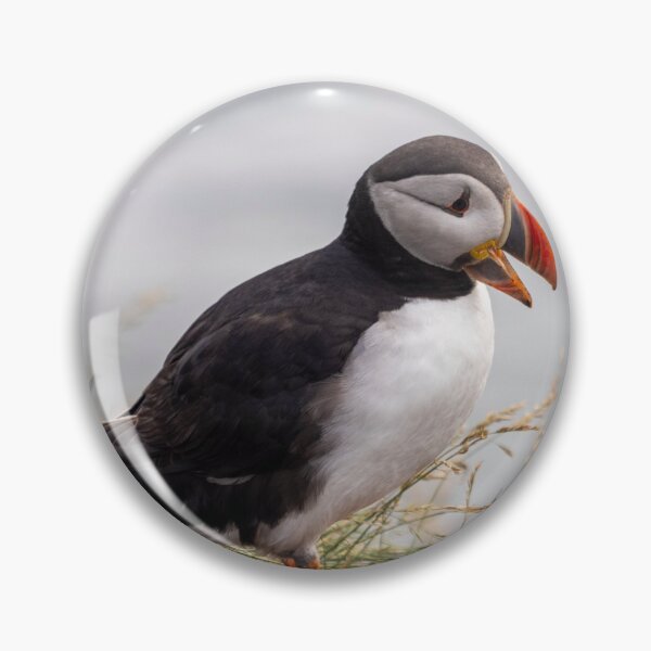Item preview, Puffin in Iceland designed and sold by pietrofoto.
