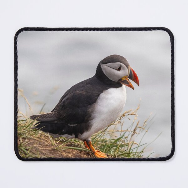 Item preview, Puffin in Iceland designed and sold by pietrofoto.