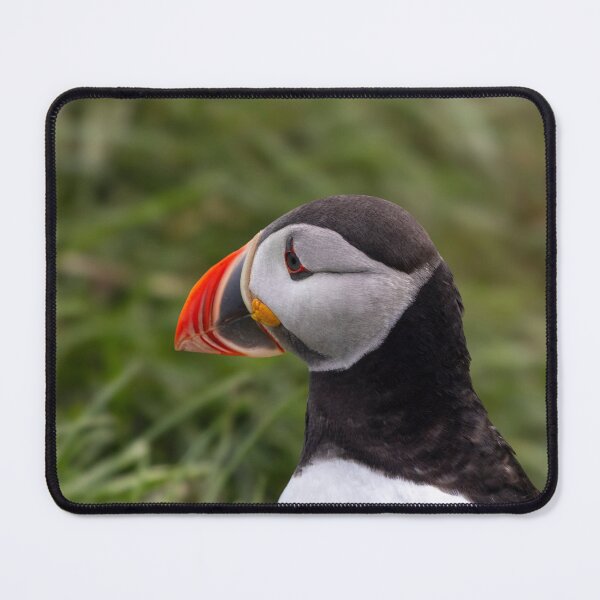 Item preview, Puffin in Iceland designed and sold by pietrofoto.