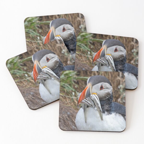 Item preview, Puffin with fish in beak designed and sold by pietrofoto.