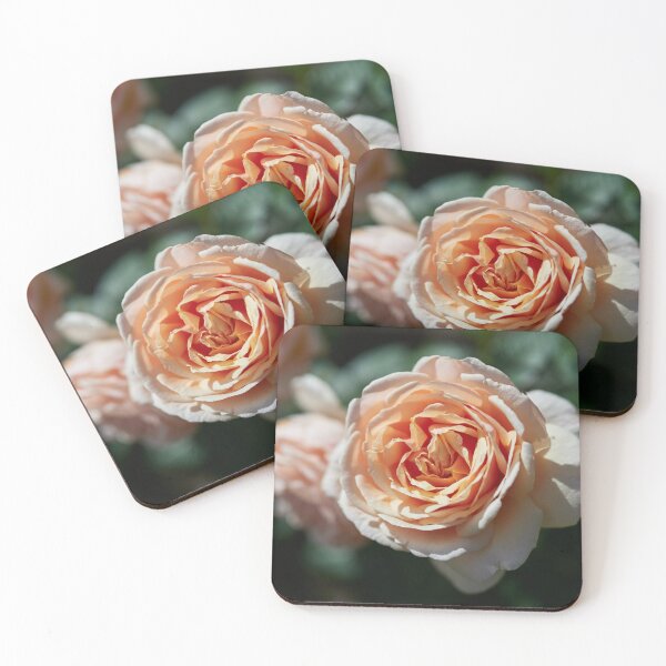 Item preview, Orange lke the sunset. Roses of the late summer series numer 14 designed and sold by Jouko Lehto Photography.