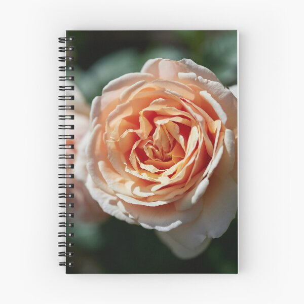 Item preview, Orange lke the sunset. Roses of the late summer series numer 14 designed and sold by Jouko Lehto Photography.