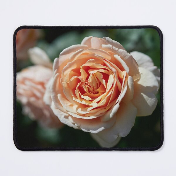 Item preview, Orange lke the sunset. Roses of the late summer series numer 14 designed and sold by Jouko Lehto Photography.